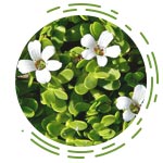Bacopa Monnieri (Brahmi)