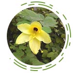 Bauhinia Tomentosa (Kachnar)