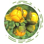 Celastrus Paniculatus (Jyotishmati)