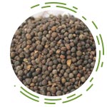 Embelia Ribes (Vaividang)