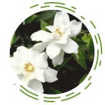 Gardenia Gummifera (Dikamari)