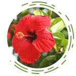 Hibiscus Rosa Sinensis (Gurhal)