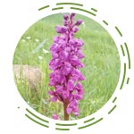 Orchis Mascula (Salam Mishri)