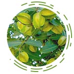 Terminalia Arjuna (Arjun)