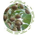 Terminalia Bellirica (Bahera)