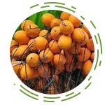 Areca Catechu (Puga)