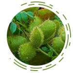 Caesalpinia Bonducella (Putikaranja)