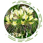 Crataeva Nurvala (Varuna Extract)