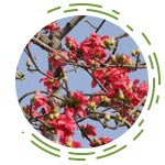 Bombax Malabaricum (Musli Semal Extract)