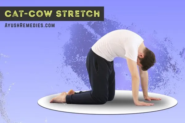 cat-cow-stretch